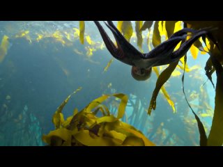 my teacher is octopus (2020) - documentary. pippa ehrlich, james reed