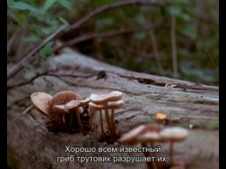 deer garden, romantic forest (1970) - documentary. per kirkeby, jorgen leth