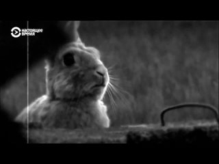 rabbit in berlin (2009) - documentary, history. bartek konopka