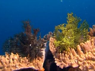 coral paradise (2002) - documentary. leni riefenstahl