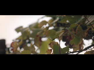 vine of grapes (2019) - drama. sean cistern